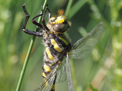 Cordulegaster bidentata