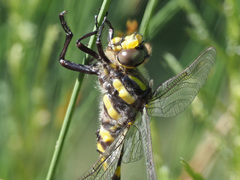 Cordulegaster bidentata