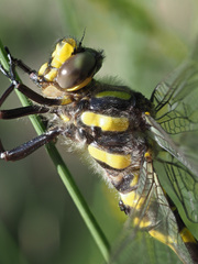 Cordulegaster bidentata