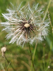 Hypochaeris albiflora