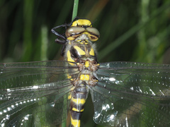 Cordulegaster bidentata