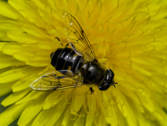 Eristalis tenax