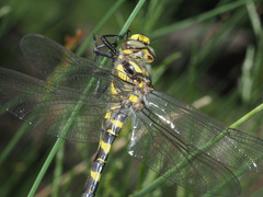 Cordulegaster bidentata
