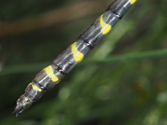 Cordulegaster bidentata