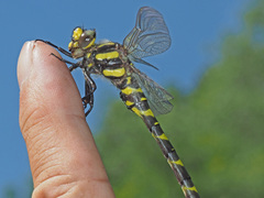 Cordulegaster bidentata