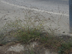 Aristida adscensionis