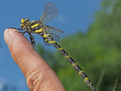 Cordulegaster bidentata