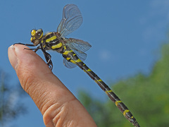 Cordulegaster bidentata