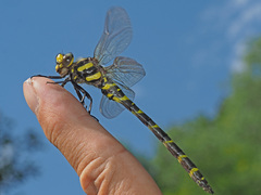 Cordulegaster bidentata