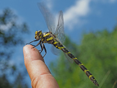 Cordulegaster bidentata