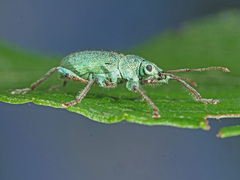 Phyllobius arborator