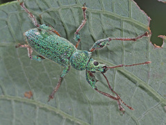 Phyllobius arborator