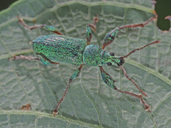 Phyllobius arborator