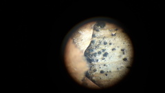 Sirococcus