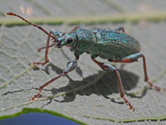 Phyllobius arborator