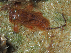 Ecdyonurus