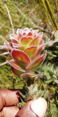 Mimetes pauciflorus