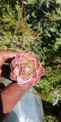 Mimetes pauciflorus