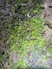 Valerianella