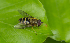 Syrphus torvus