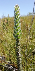 Mimetes pauciflorus