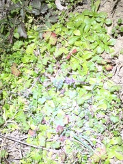 Valerianella