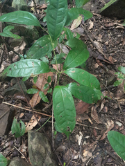 Pycnarrhena novoguineensis