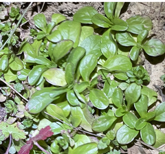 Valerianella