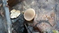 Ciboria