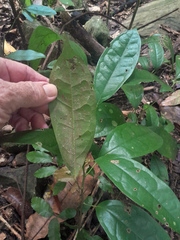 Pycnarrhena novoguineensis