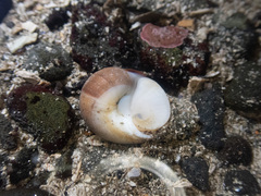 Cryptonatica aleutica