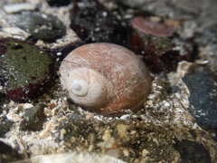 Cryptonatica aleutica