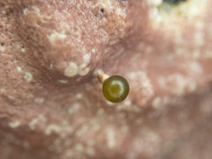Derbesia marina