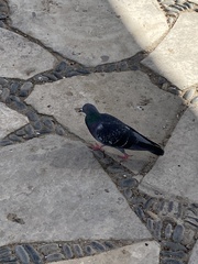 Columba livia domestica