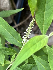 Buddleja asiatica