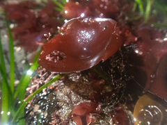 Constantinea rosa-marina