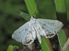 Cataclysta lemnata