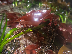 Constantinea rosa-marina