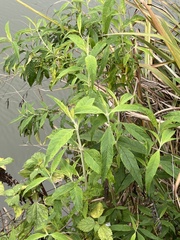 Buddleja asiatica