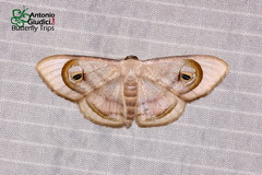 Problepsis achlyobathra