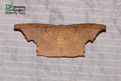 Strepsigonia robusta