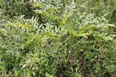 Prionosciadium thapsoides