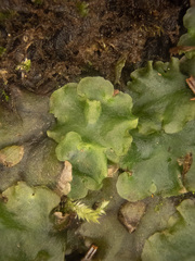 Pellia neesiana