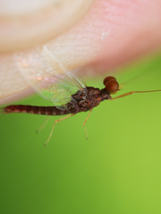 Ephemerella