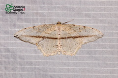 Eutoea heteroneurata
