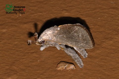 Scopelodes albipalpalis