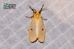 Miltochrista calamaria