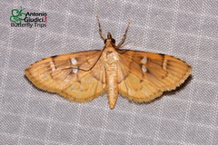 Cotachena