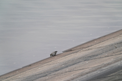 Motacilla alba lugens