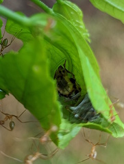 Oecophylla smaragdina